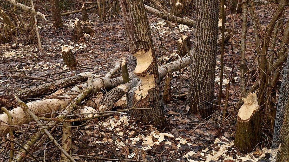 Der Biber richtet an einem Teich und einem dazugehörigen Wald in Klöch großen Schaden an. Leserreporterin Elfi Uragg schickte uns ein Foto davon