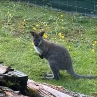 Gesucht, noch nicht gefunden: ein Wallaby