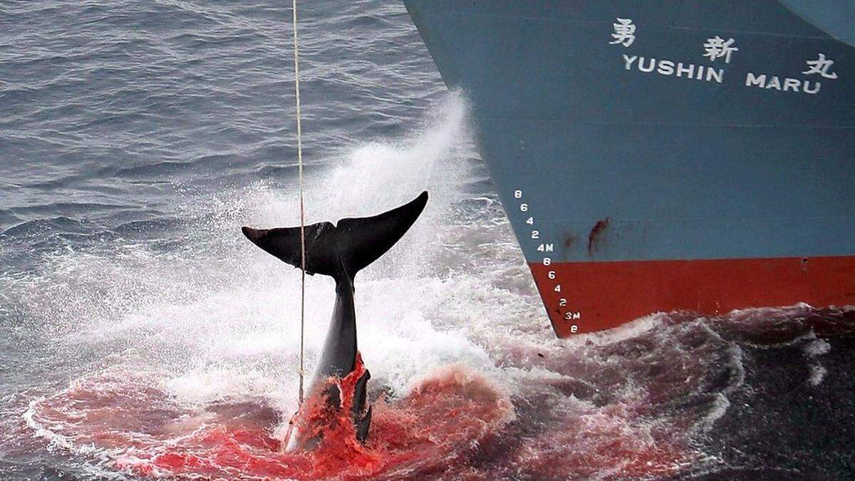 Der Walfang ist weltweit umstritten
