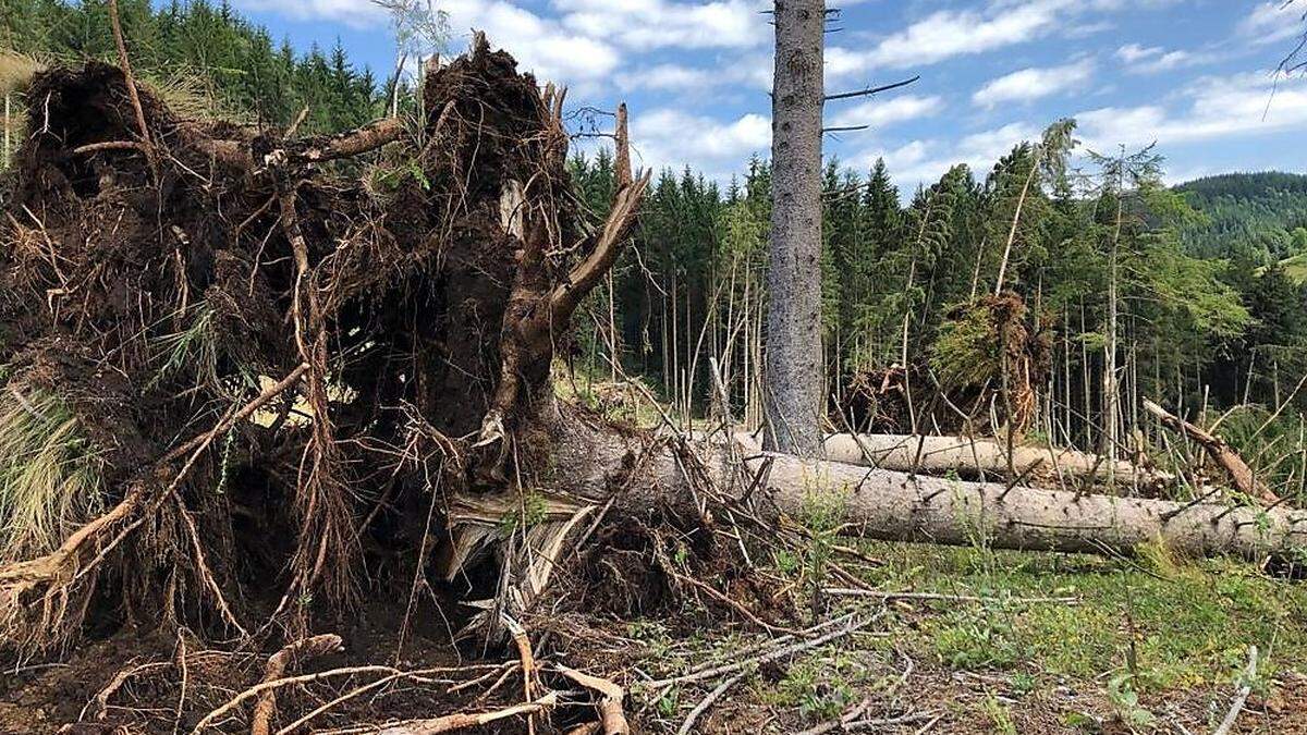 Einige Meter Holz liegen am Boden