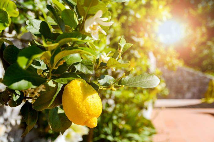 Was hilft, wenn der Citronenbaum gelbe Blätter bekommt?