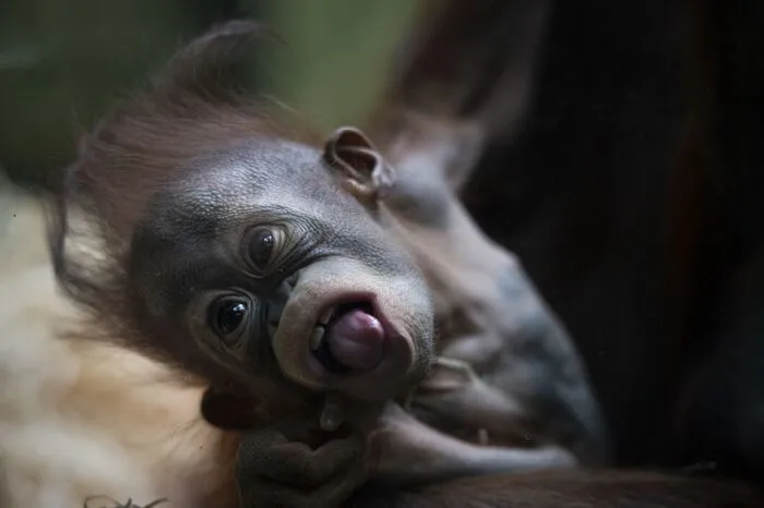 In der Ménagerie du Jardin des Plantes in Paris kann man dieser Tage ein kleines Orang-Utan-Baby beobachten. Die Anlage an der Seine im Osten von Paris ist der älteste wissenschaftlich geleitete Zoo der Welt.