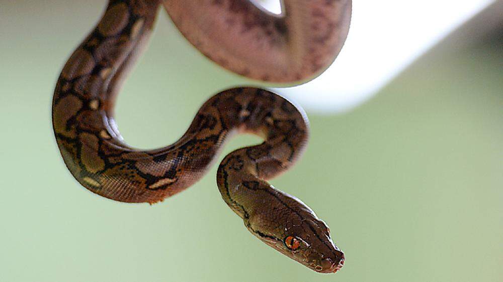 Horrorfund: Schlange wickelte sich um den Hals einer Frau