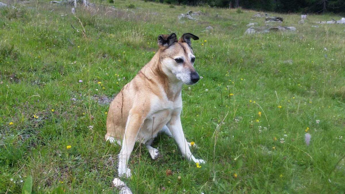 Hündin Frieda ist am 25. Juli auf einer Alm in Teuchl (Reißeck) entlaufen 