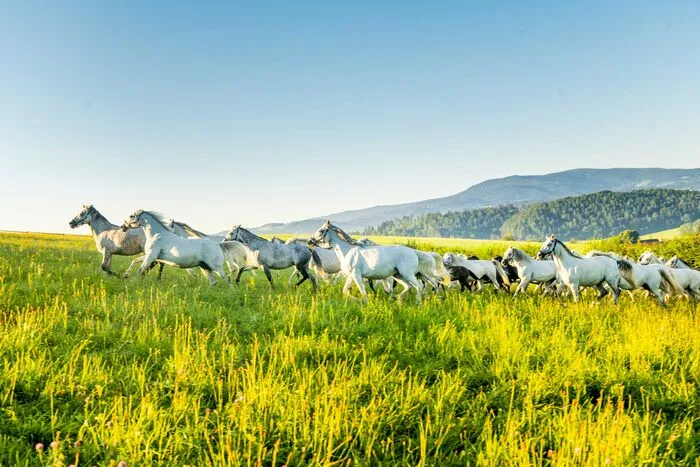 Die Steirische Roas am 4. Juni in Köflach steht ganz im Zeichen der Lipizzaner!