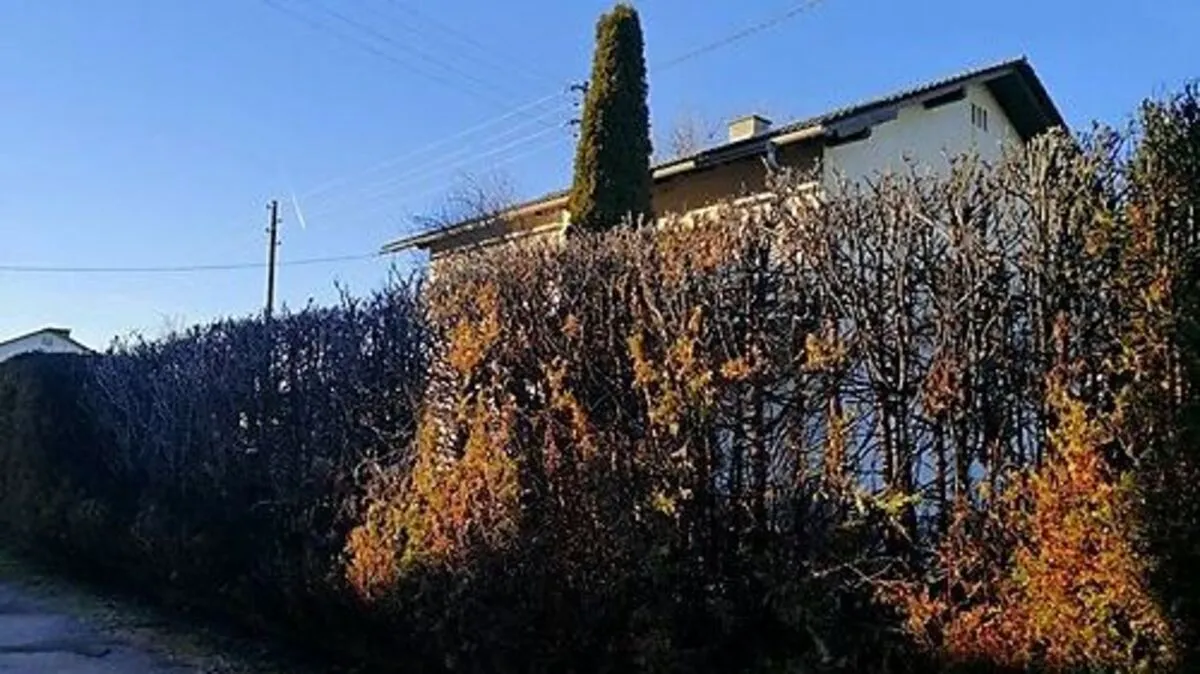 Rund zehn Meter der Hecke wurden durch das Feuer vernichtet