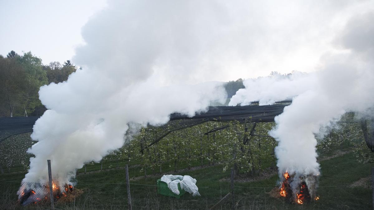 Durch die Frostfeuer sollen Bäume geschützt werden 