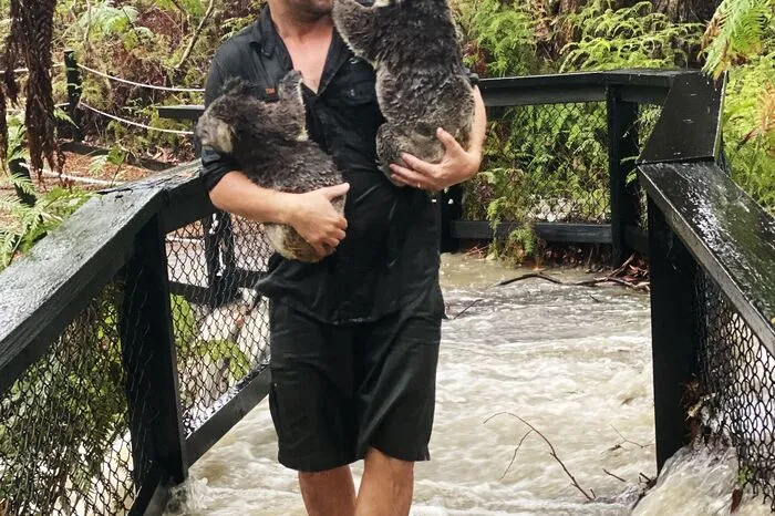 Starkregen hat die von Dürre geplagten Landstrich unter Wasser gesetzt. Der Australian Reptile Park in Somersby nördlich von Sydney versank am Freitag in gewaltigen Wassermassen.