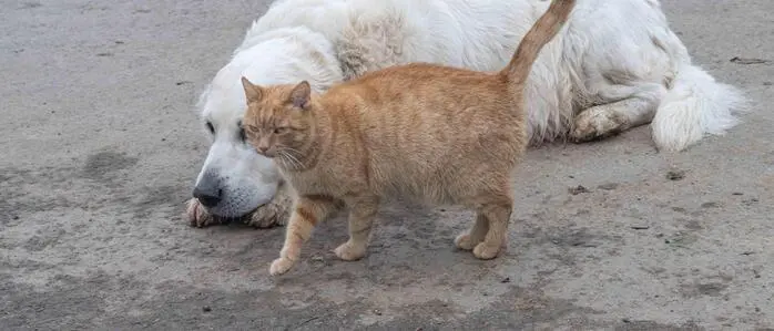 Das Bild zeigt einen Hund und eine Katze