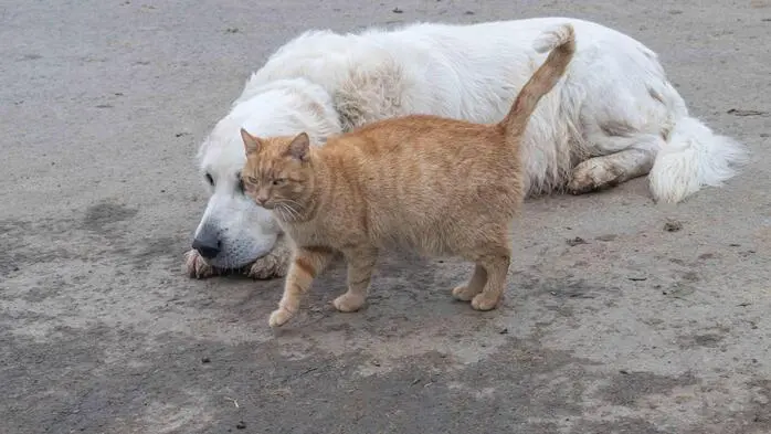 Das Bild zeigt einen Hund und eine Katze