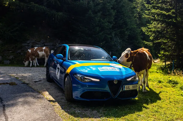 Die Kühe begeistern sich für den Alfa Romeo