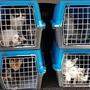 22 Tiere wurden kürzlich aus einem Tiertransport befreit. Welpen, 13 Babykatzen waren ohne Wasser und Futter eingesperrt. Solche Tiere wurden bisher oft bei Tierschutzvereinen untergebracht, weil Tierheime überfüllt sind