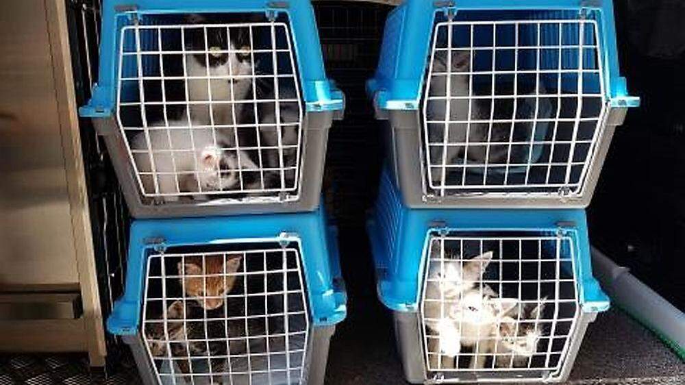 22 Tiere wurden kürzlich aus einem Tiertransport befreit. Welpen, 13 Babykatzen waren ohne Wasser und Futter eingesperrt. Solche Tiere wurden bisher oft bei Tierschutzvereinen untergebracht, weil Tierheime überfüllt sind
