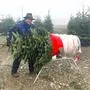 Ein Mann mit Hut verpackt gerade einen frisch geschnittenen Christbaum in ein Netz | „Mei Pamle“ von Reinhold Hatz gibt es bereits seit vielen Jahren