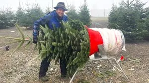 Ein Mann mit Hut verpackt gerade einen frisch geschnittenen Christbaum in ein Netz | „Mei Pamle“ von Reinhold Hatz gibt es bereits seit vielen Jahren