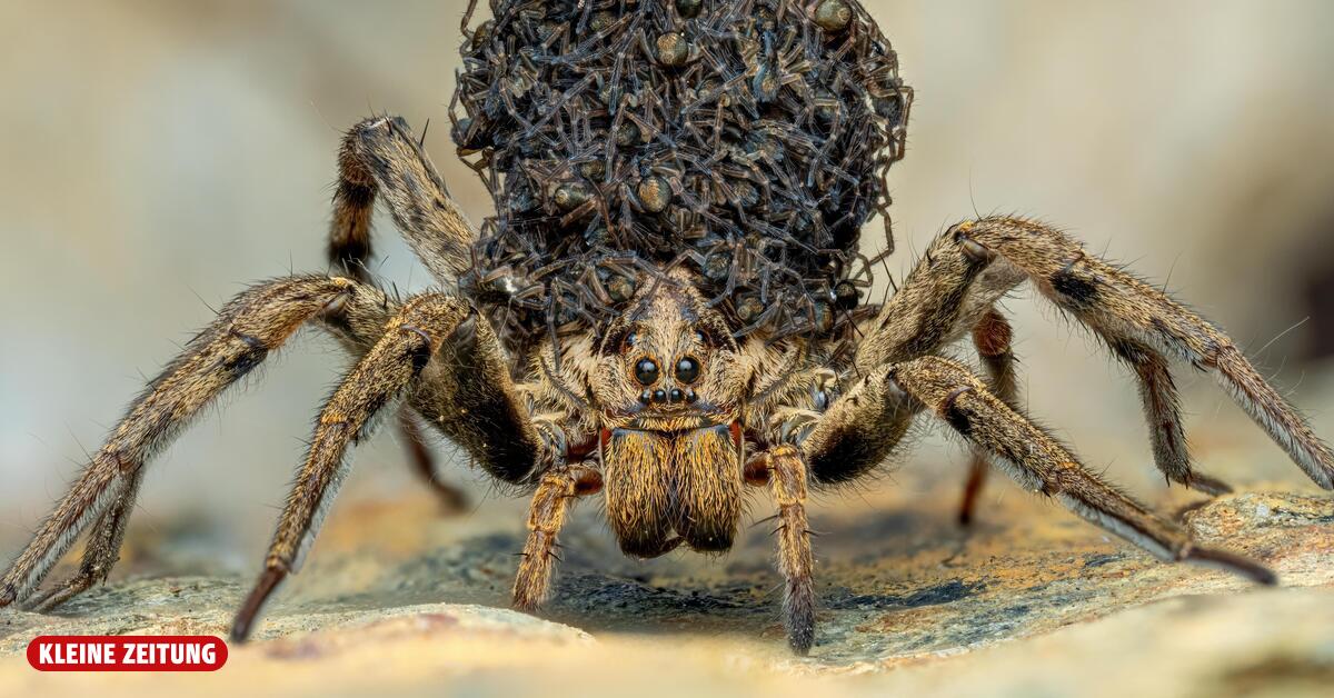 Hairy, hungry, native: Tarantulas conquer Carinthia!