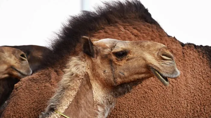 Umgerechnet 57 Millionen US-Dollar warten auf die Sieger der zahlreichen Kamel-Bewerbe im Rahmen des 28 Tage dauernden König-Abdulaziz-Festival in Saudi-Arabien. Kein Wunder, dass deren Besitzer da zu äußersten Mitteln greifen.