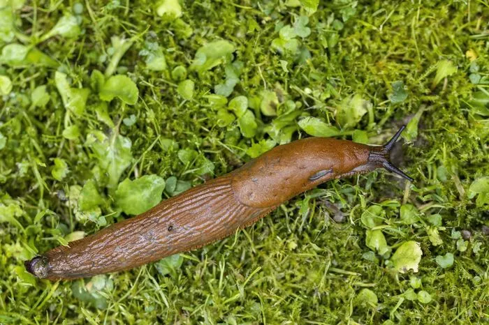 Nicht nur Mücken, auch andere Tiere konnten sich heuer aufgrund des feuchten Wetters deutlich besser vermehren. Die Wegschnecke etwa bereitet vor allem Besitzern von Hausgärten heuer Probleme.
