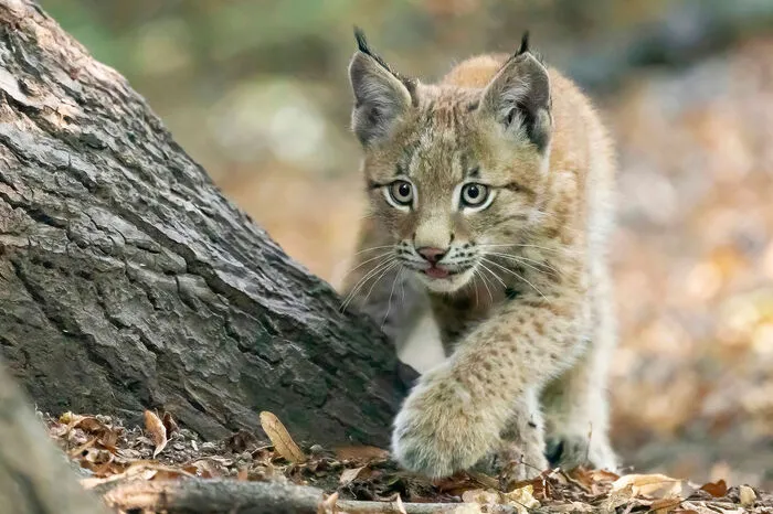 Und auch im Luchs-Gehege tut sich einiges!