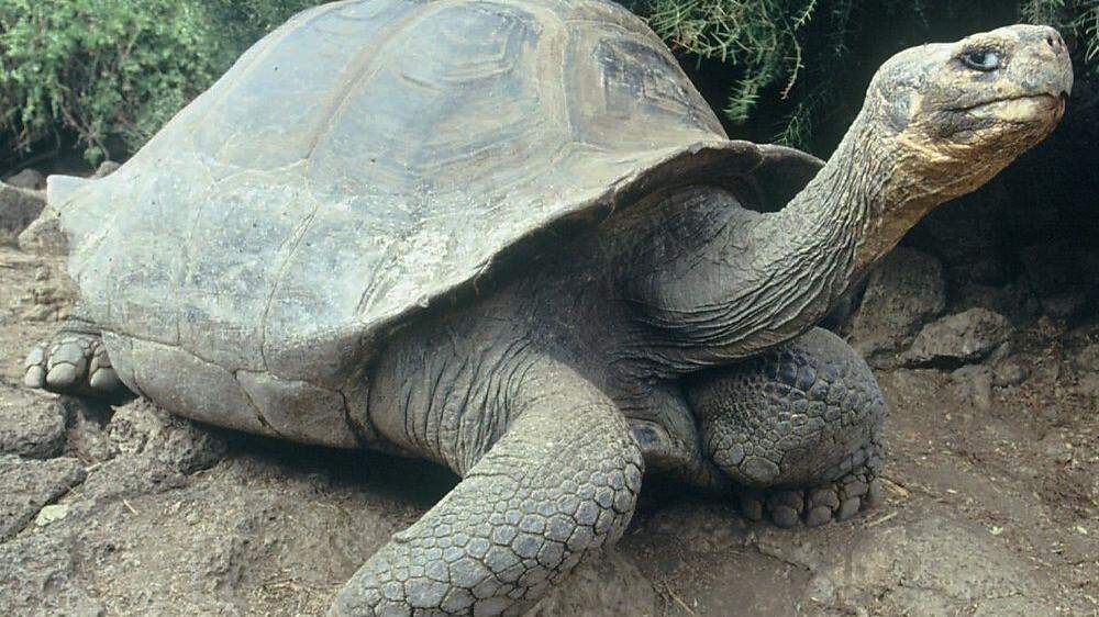 Die Galápagos-Riesenschildkröten leben seit Millionen von Jahren auf der Insel