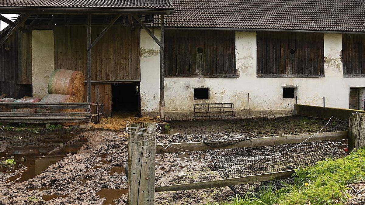 Fünf Tonnen Kadaver mussten aus dem Stall gebracht werden 