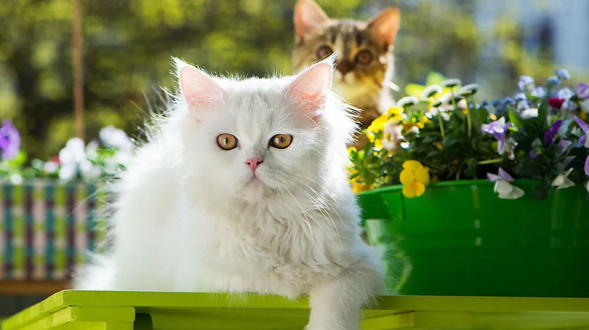 Die meisten Miezen lieben es, auf dem Balkon in der Sonne zu liegen 