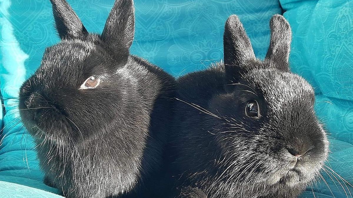Diese zwei süßen Kaninchen wurden in Spielberg gefunden Diese zwei süßen Kaninchen wurden in Spielberg gefunden