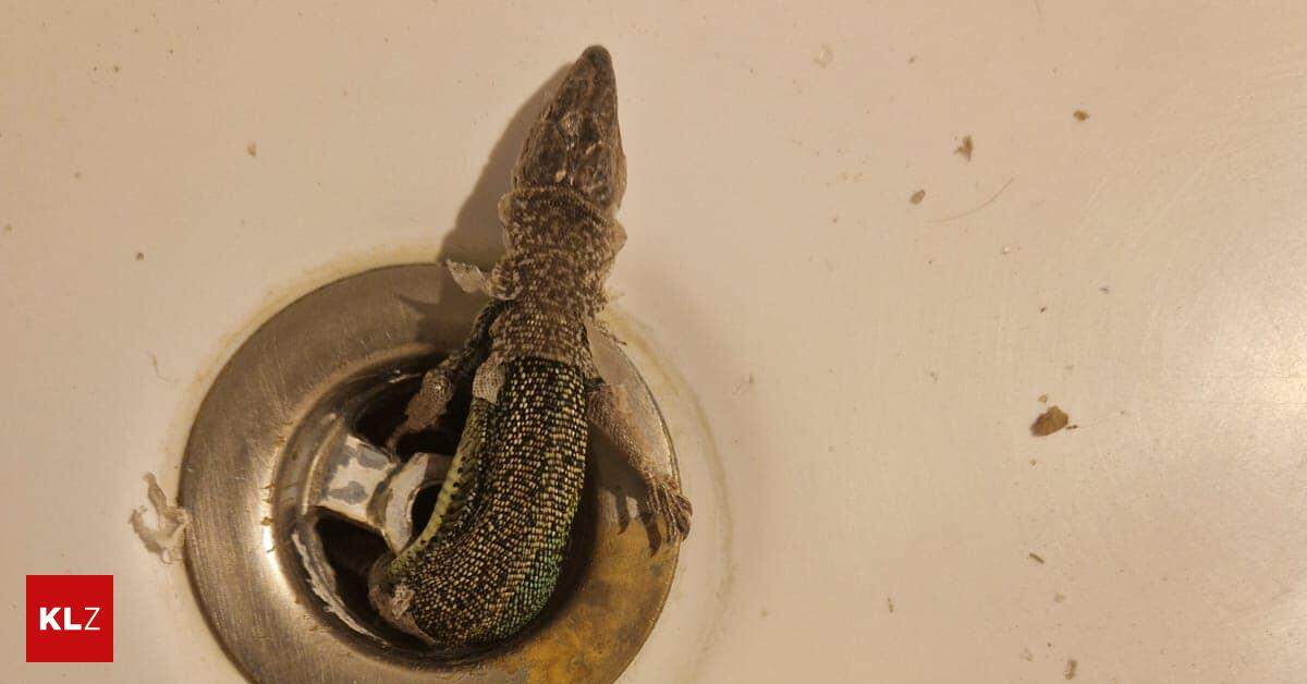 Reptile suddenly crawled out of grandma’s bathtub