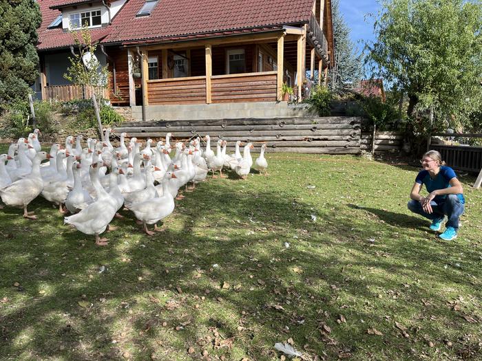 Ihr ganzes Leben lang verbringen die Gänse auf der Weide. Von dort geht es Anfang November direkt in den Schlachtraum am Hof.