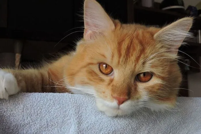 Hallo, mein Name ist Burli, ich bin zwei Jahre alt und ein ganz besonderer Kater für meine Familie. Meine Augen sind bernsteinfarben und mein Fell ist rötlich-weiß getigert. Mein Bauch und meine vier Pfoten sind weiß – viele glauben, dass ich weiße Socken trage. Im Winter habe ich viel mehr Fell als jetzt im Sommer, weil mir sonst beim Schnee spielen kalt wird, aber ich bin nicht dicker als im Sommer.