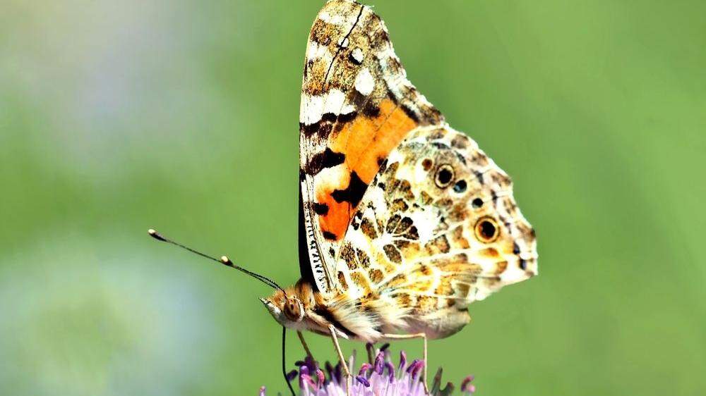 Der am häufigsten gemeldete Schmetterling ist mit 1.271 Fotos der Distelfalter