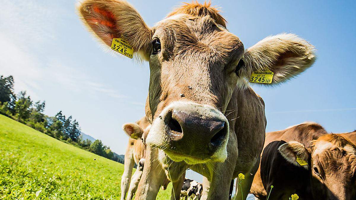 Die Alm wird wiederentdeckt