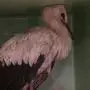 Der Storch hat schwer verletzt überlebt