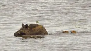Wildschweine schwimmen im Wasser | Wildschweine als Problembesucher in Grado (Symbolfoto)