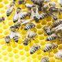 Die Carnica-Biene beschäftigt nicht nur Imker, sondern auch Gerichte