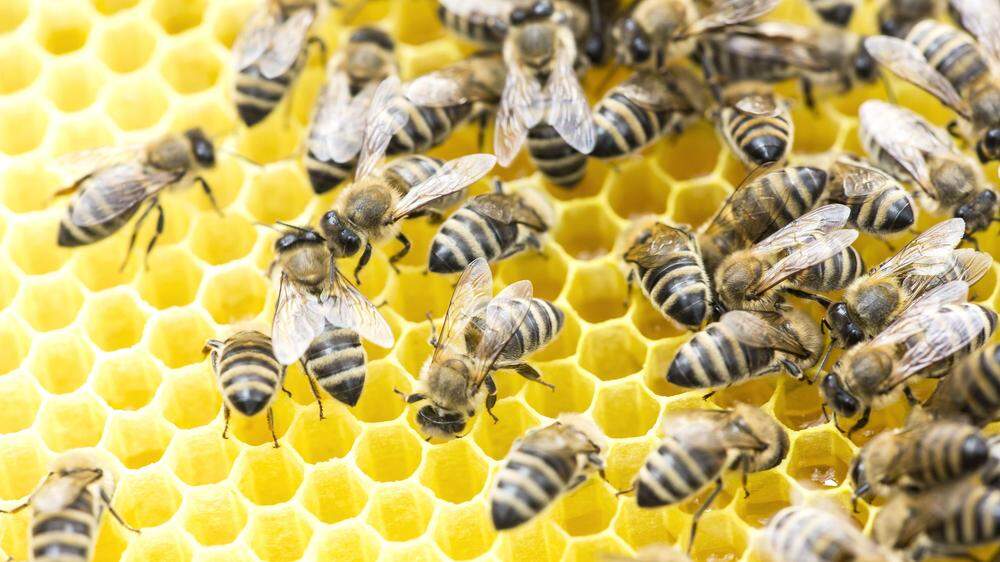 Die Carnica-Biene beschäftigt nicht nur Imker, sondern auch Gerichte