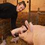 Gerhard Aichwalder vom Adamhof in Maria Saal mit seinen Schweinen, die am Hof geboren und geschlachtet werden