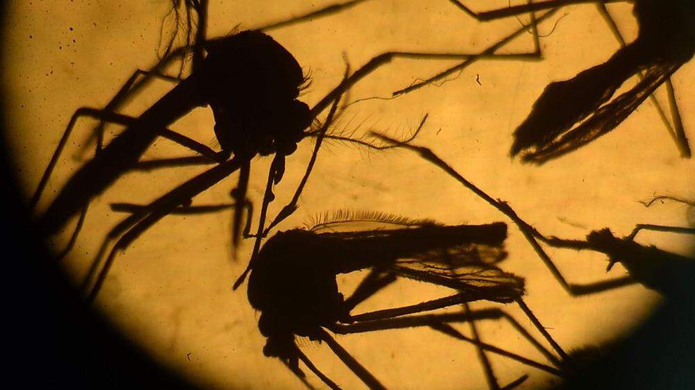 Erster eingeschleppter Zika-Virus-Fall in China entdeckt