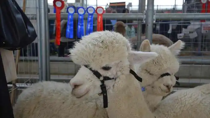 Die Alpaca Association Austria veranstaltete am 16. und 17. März die fünfte internationale Alpaka-Zuchtschau in Traboch.