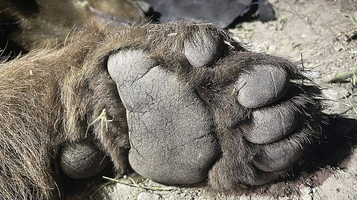 Bären sorgen nach Tod eines Joggers in Norditalien für Unruhe
