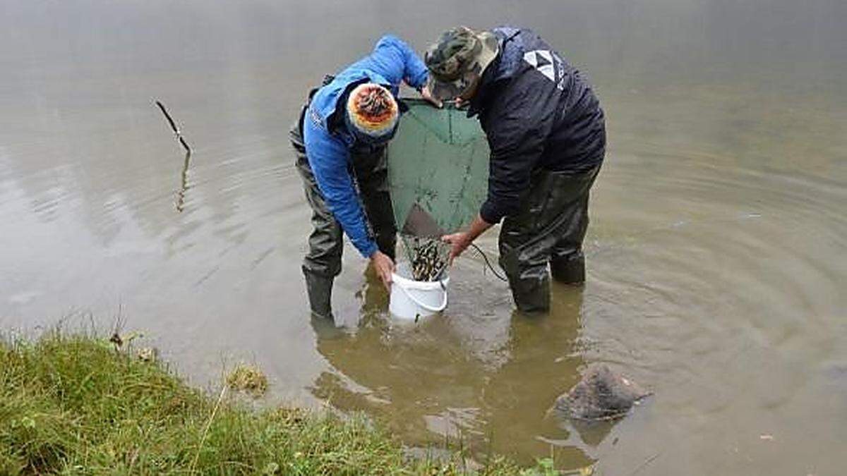 Elritzen werden mit Reusen aus dem Sulzkarsee im Nationalpark Gesäuse gefangen  und dann im Zeller See wiederangesiedelt