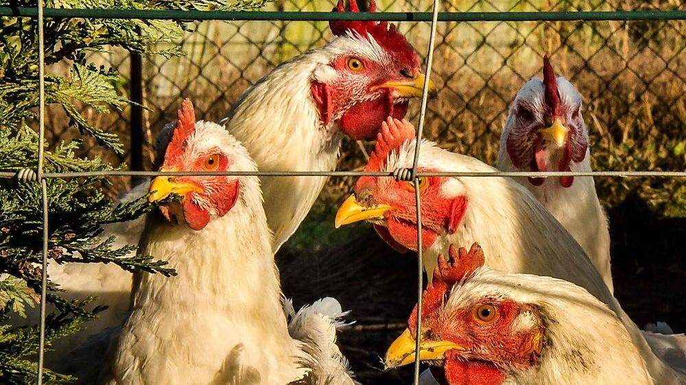 Auch in Europa mussten bereits Hunderttausende Hühner gekeult werden.
