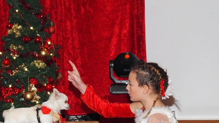 Am Sonntag lud der Maria Saaler Circus Dimitri wieder zum traditionellen Weihnachstzirkus in das Diözesanhaus in Klagenfurt. Den Auftakt machte der zehnte Weinachtszirkus, gefolgt von Aufführung Nummer elf und zwölf. Zwischen den Vorstellungen konnte man Ponys streicheln und reiten.
