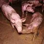 Diese Bilder wurden vom Verein gegen Tierfabriken veröffentlicht. Sie sollen die Missstände in dem Betrieb in Obergnas aufzeigen 