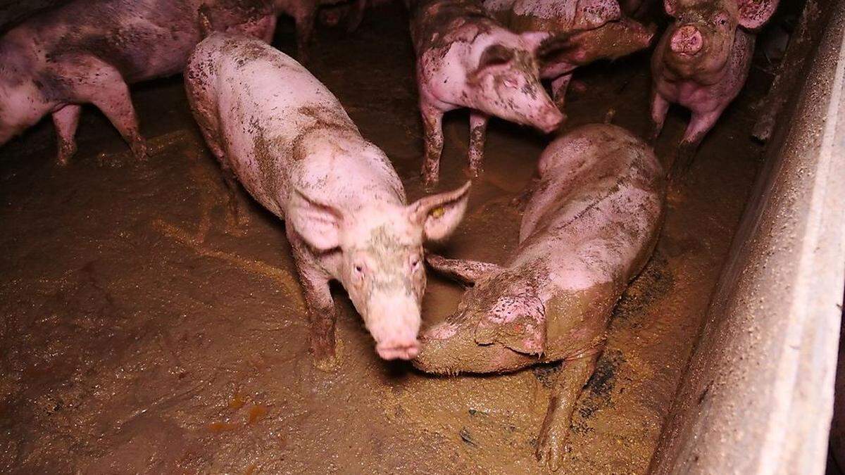 Diese Bilder wurden vom Verein gegen Tierfabriken veröffentlicht. Sie sollen die Missstände in dem Betrieb in Obergnas aufzeigen 