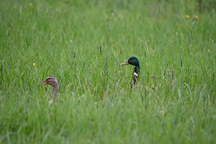 Versteckspiel im hohen Gras