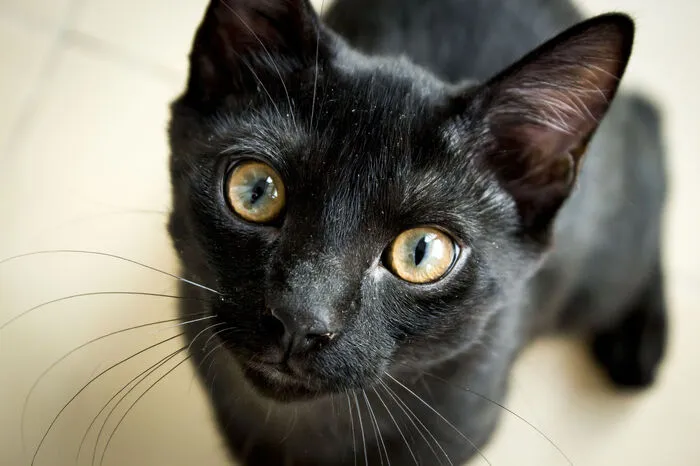 Kreuzt eine schwarze Katze den Weg von links nach rechts, soll es Unglück bringen.