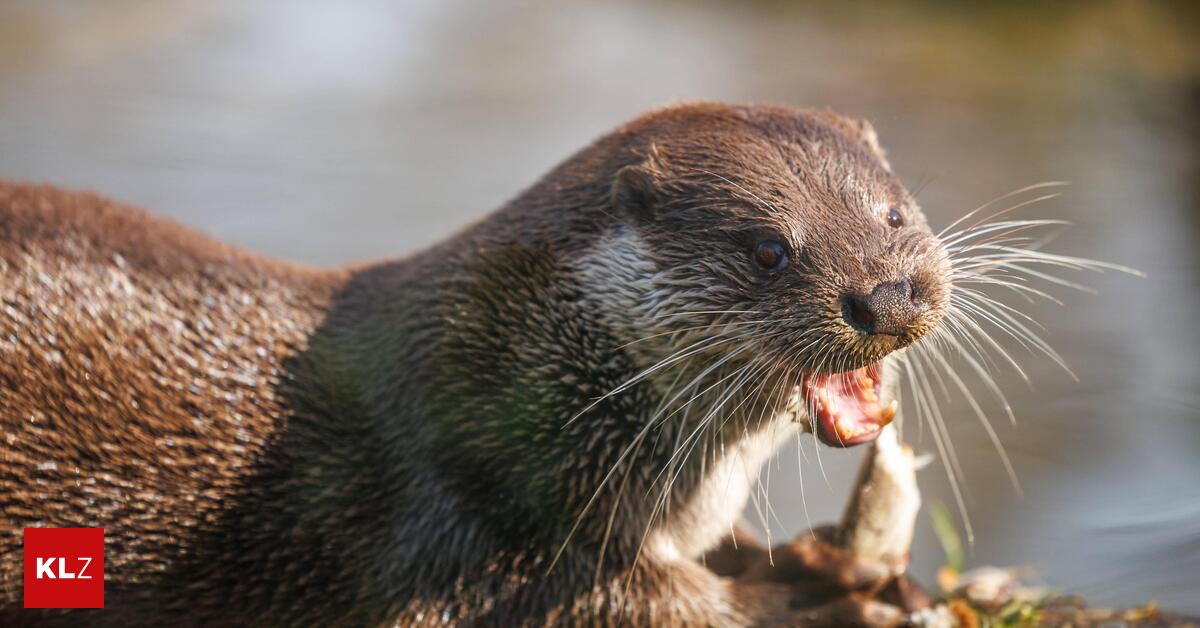 Mehr-als-1300-gesch-tzte-Wildtiere-in-sterreich-seit-2020-get-tet