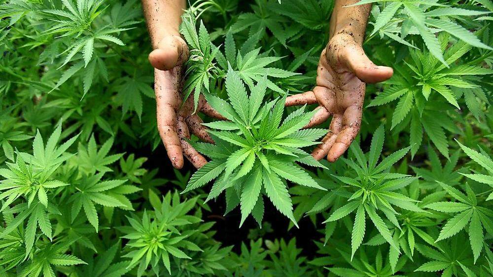 Cannabis zählt zu den in der Steiermark angebotenen Drogen