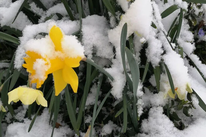 Rupert Pelzmann aus Gasselsdorf fotografierte diese vom Schnee angezuckerte Narzisse